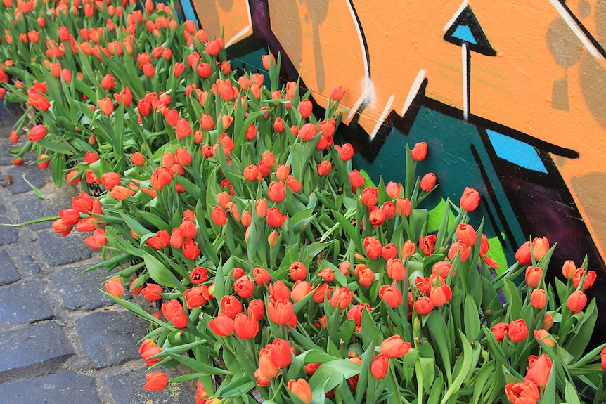 Orange tulips line a bluestone laneway. Colourful graffiti is on the wall.