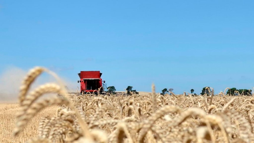 Grain harvest in South Australia