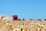 Grain harvest in South Australia