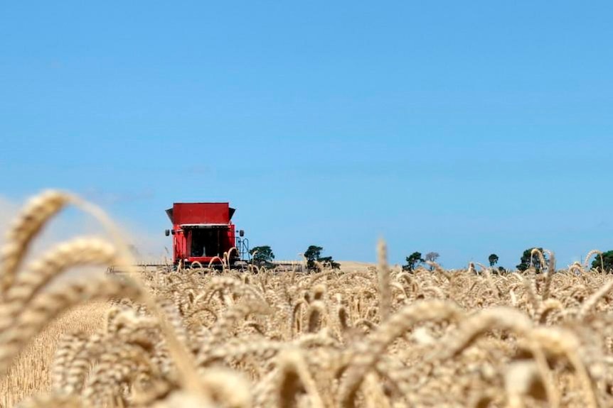 Grain farmers owed millions of dollars