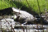 A large crocodile sits on the bank of a waterway basking in the sun