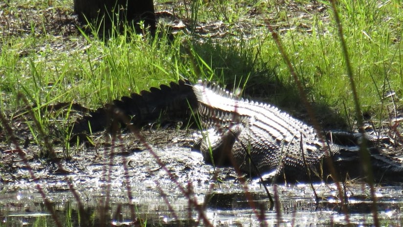 A large crocodile sits on the bank of a waterway basking in the sun