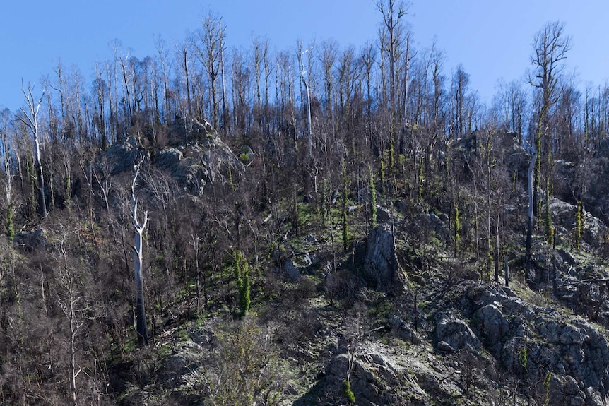 Eucalypts begin to sprout green again a year after the bushfire in the World Heritage Area.