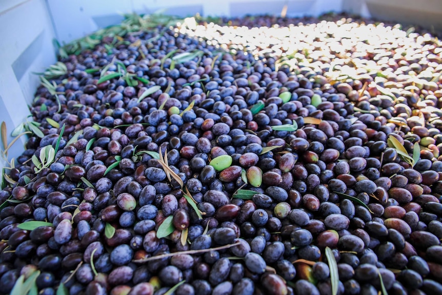 Olives in a fruit bin.