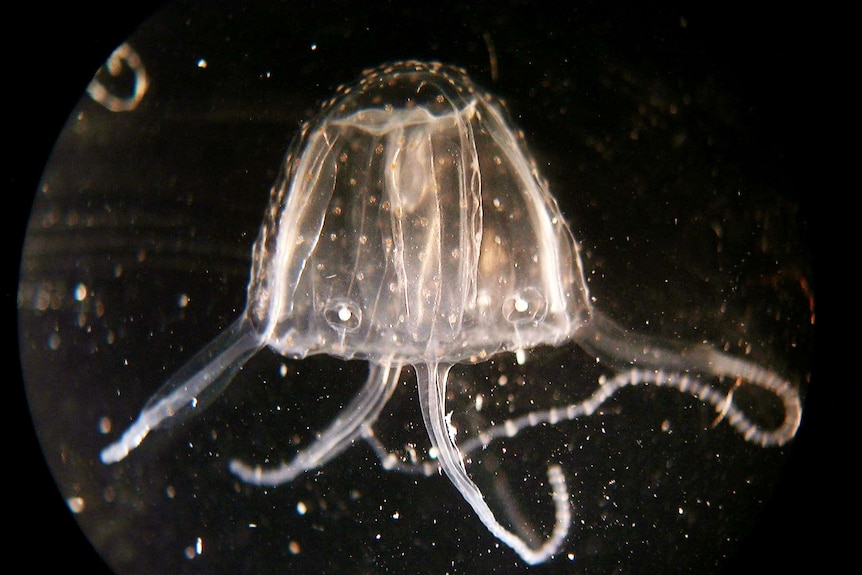 a clear jellyfish with numerous tentacles 