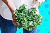 A person holds a bunch of green kale with curly leaves for a story about kale's superfood hype, health benefits and uses.