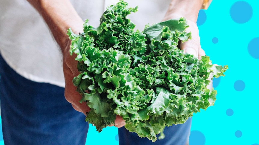 A person holds a bunch of green kale with curly leaves for a story about kale's superfood hype, health benefits and uses.