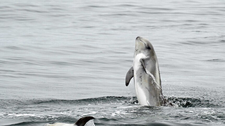 Baby Risso's dolphin.
