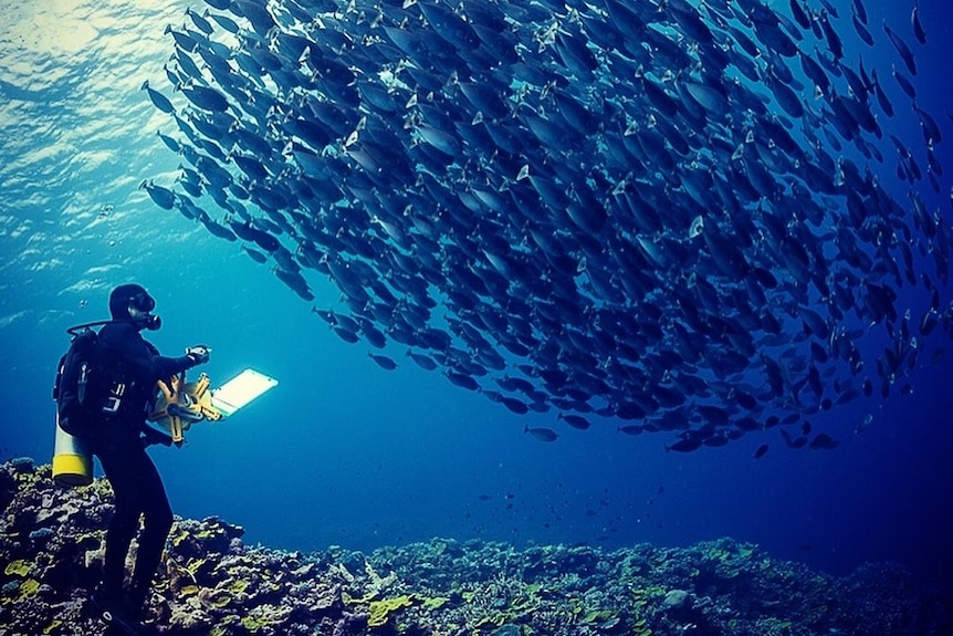 A diver swims beneath a large school of fish on a tropical reef.