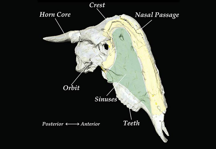 Diagram of a Rusingoryx skull