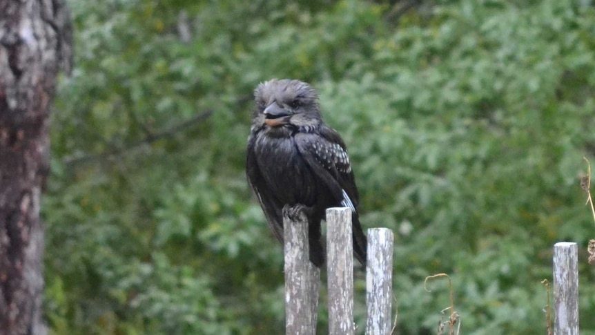 Black Kookaburra looking at camera in the South West of Western Australia.