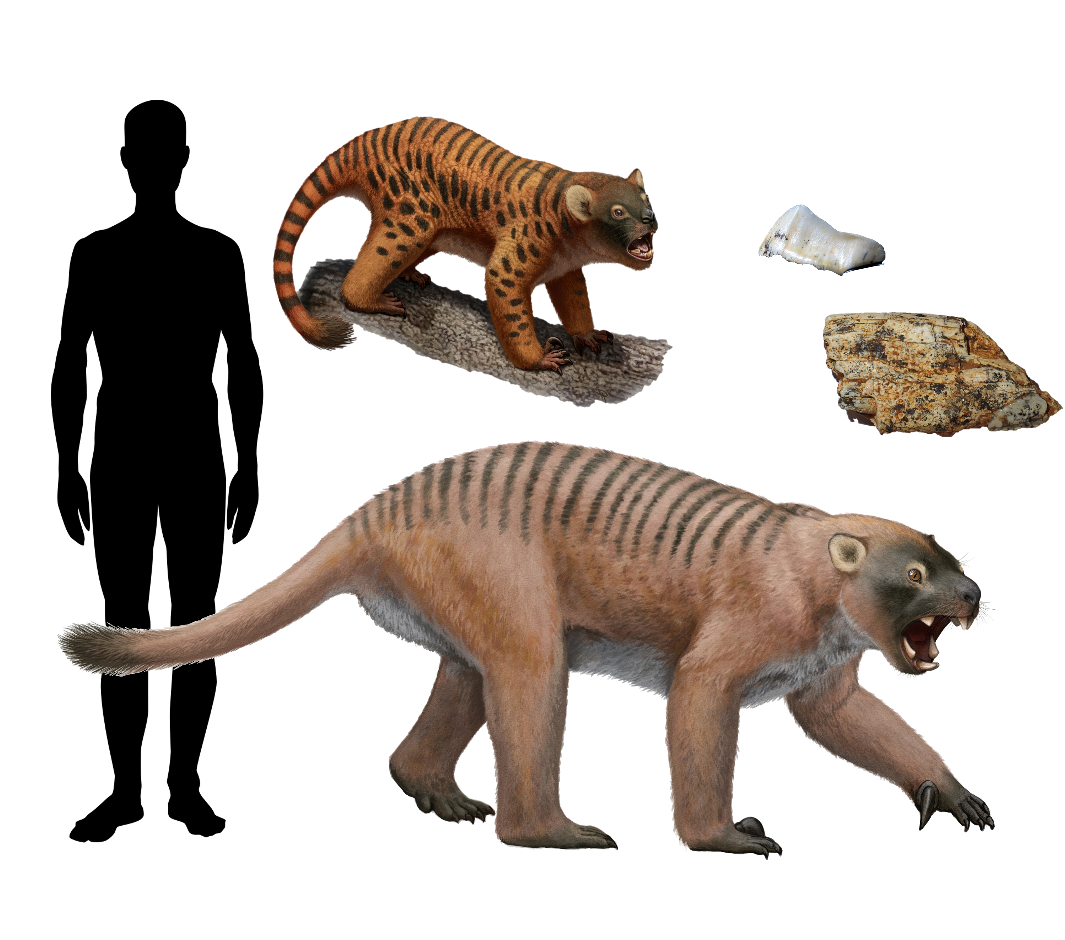 A graphic with artist impressions of Australian megafauna.