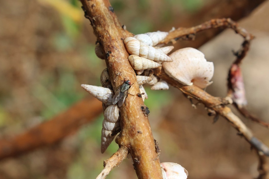 A black fly on a branch with several snails with pointed shells.