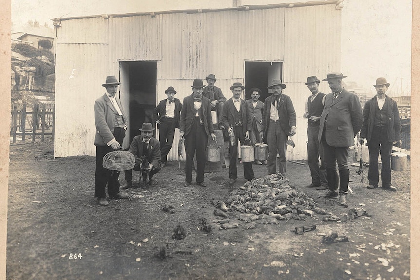 Rat catchers pose with a pile of dead rats at a quarantine station in Sydney, 1900.