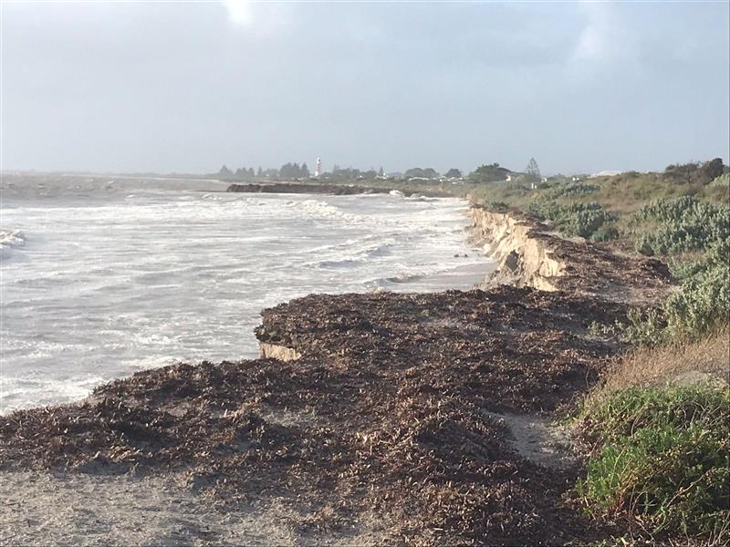 A beach with mounds of seaweed and sand dunes that have washed away. 