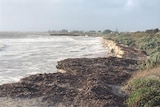 A beach with mounds of seaweed and sand dunes that have washed away. 