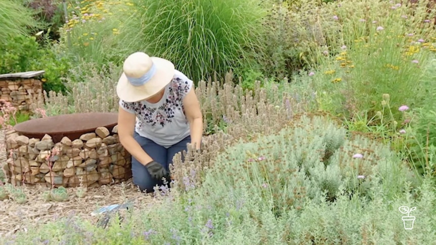 Lady in hat kneeling in garden bed tending to plants