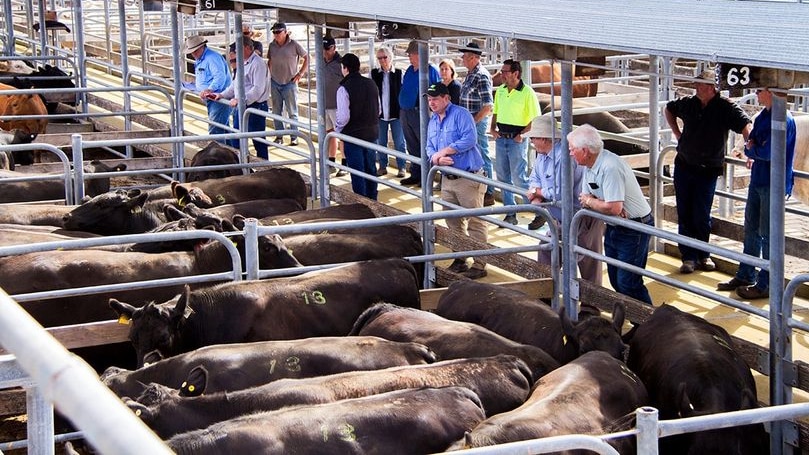 A group of people looking at cattle in a saleyard.