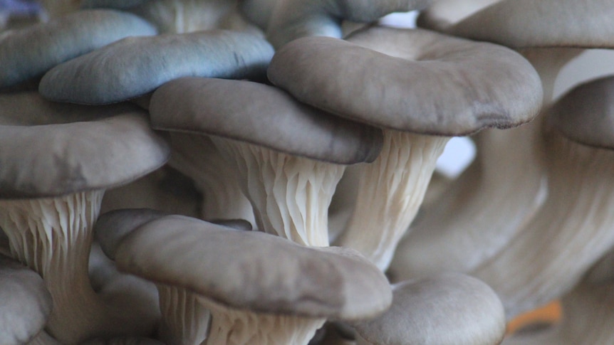 A close-up photo of a cluster of grey oyster mushrooms.