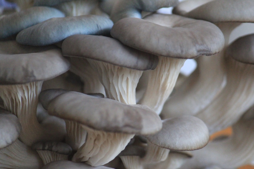 A close-up photo of a cluster of grey oyster mushrooms.