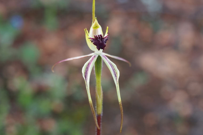 Flower of a spider orchid, background blurred