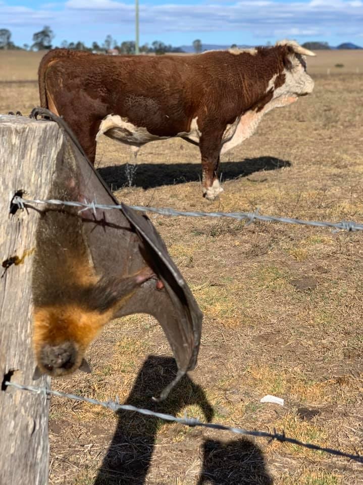 A flying fox hangs from a timber fence post next to barbed wire. Behind it is a bull in a paddock.