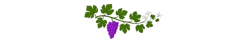 grape vine with purple grapes 