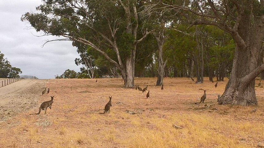 A wide shot showing a handful of kangaroos in bushland in Baldivis.