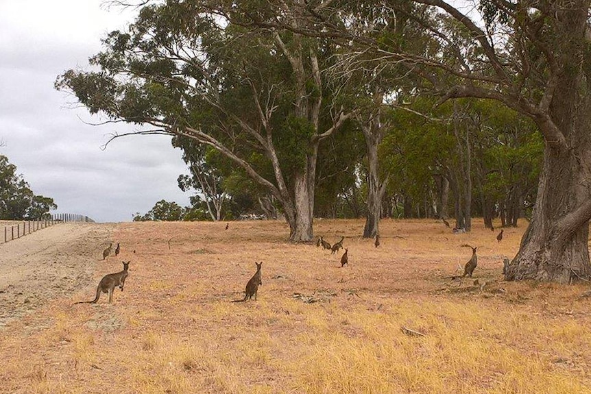 A wide shot showing a handful of kangaroos in bushland in Baldivis.