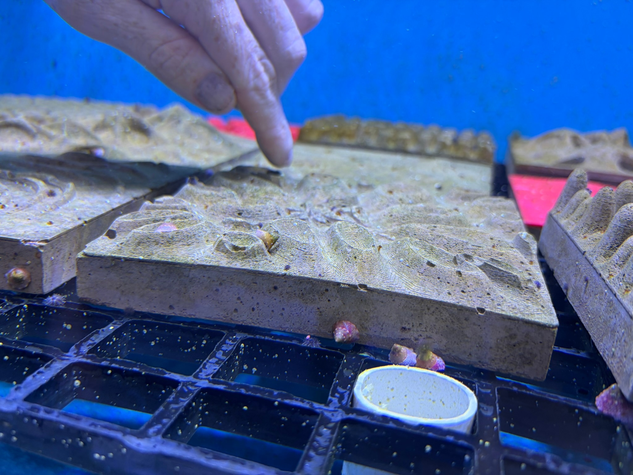 Architectural principles inspire research into tiles encouraging coral settlement