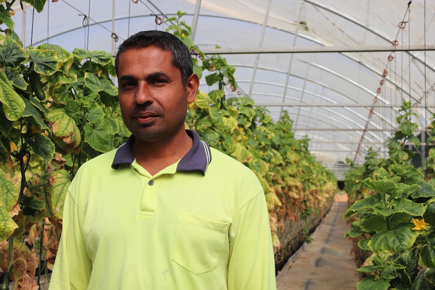 Cucumber and raspberry farmer, Palwinder Singh 