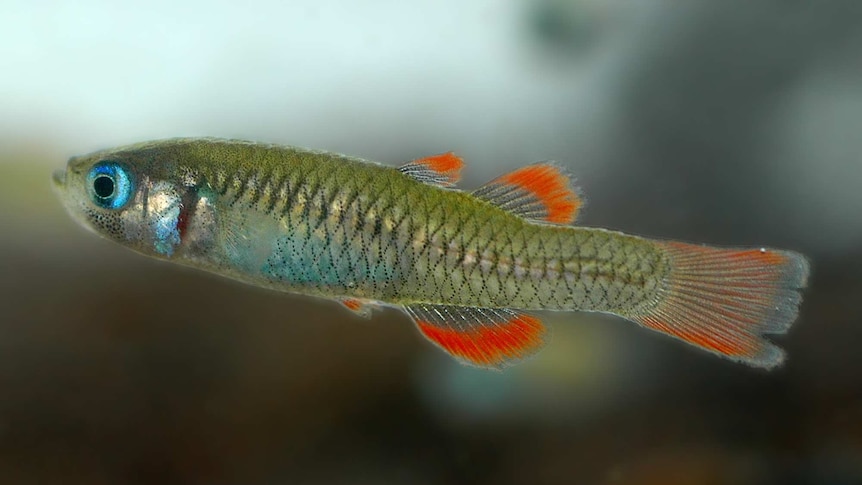 A close up photo of the red-finned blue-eye with it's distinctive orange/red fins