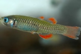 A close up photo of the red-finned blue-eye with it's distinctive orange/red fins