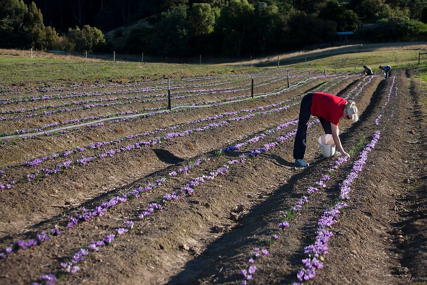 Saffron harvesting