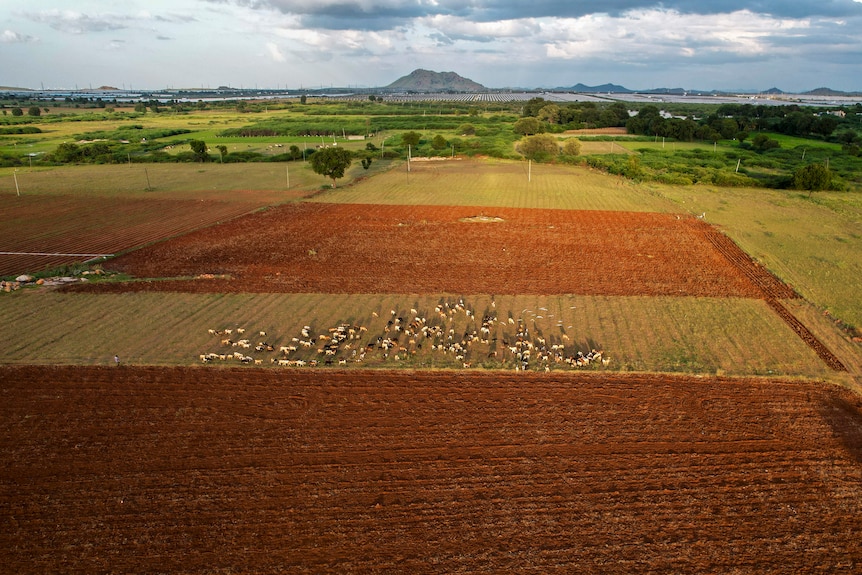 aerial shot of red tilled soil and field of cows and a mountain in the background