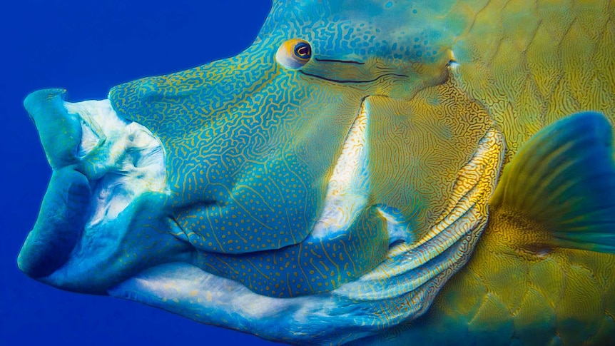 A Maori wrasse protrudes its jaws