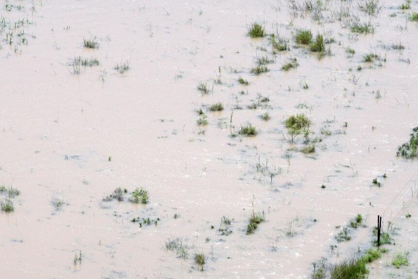 Horses are surrounded by rising floodwaters