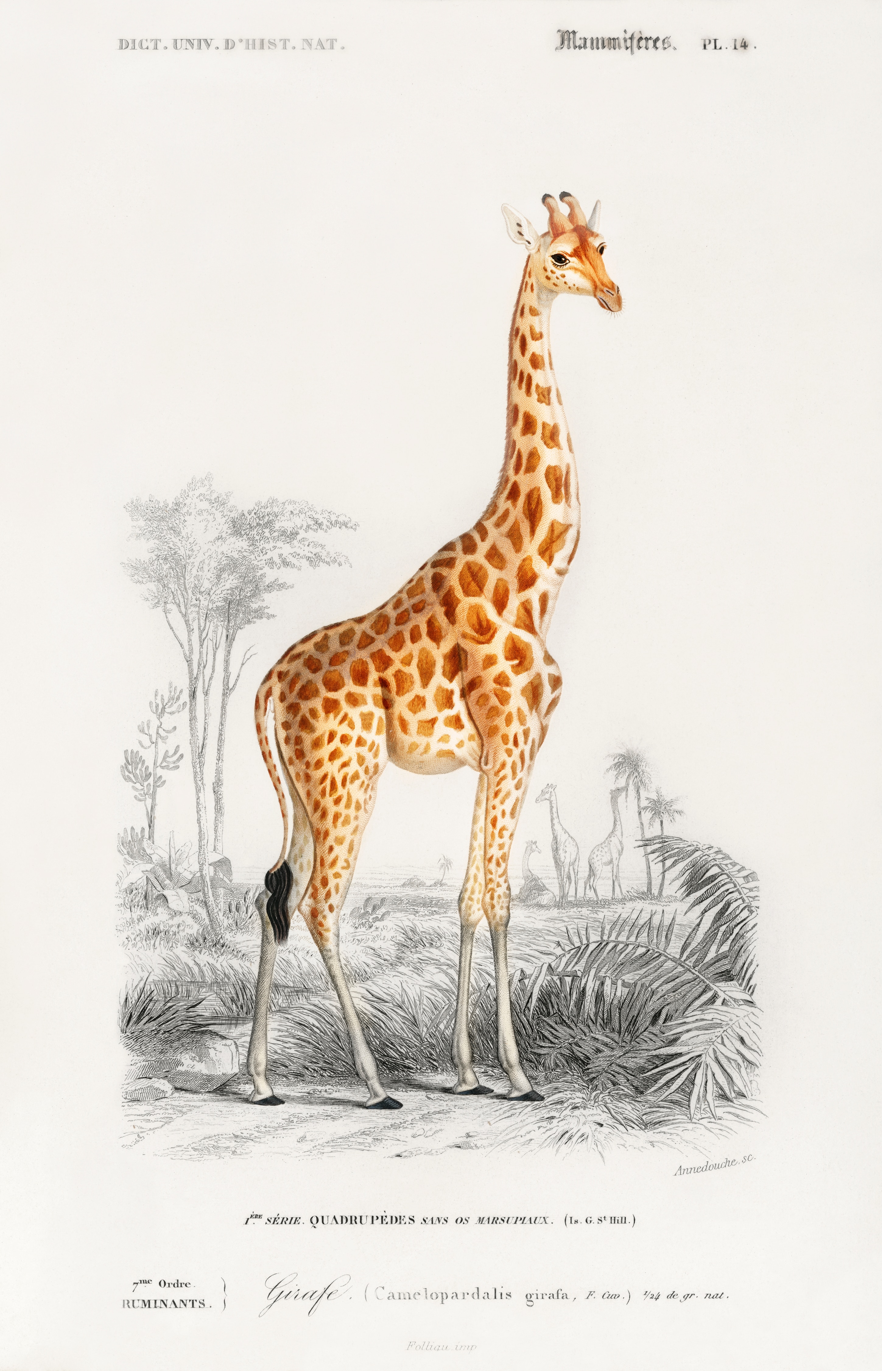 The Paris menagerie that made the modern world