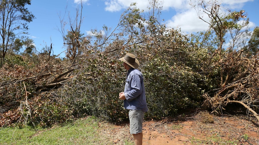 Farmer Errol Vass says there are probably no trees able to be saved