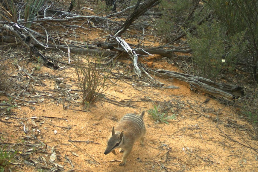 Released Mount Gibson numbat