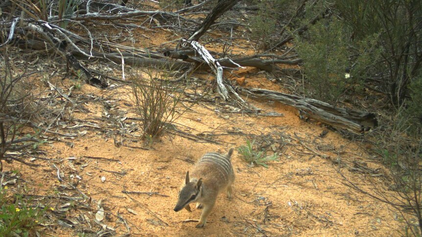 Released Mount Gibson numbat