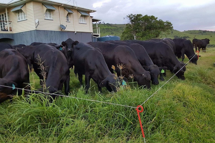 Cattle grazing on grass on a property west of Beaudesert