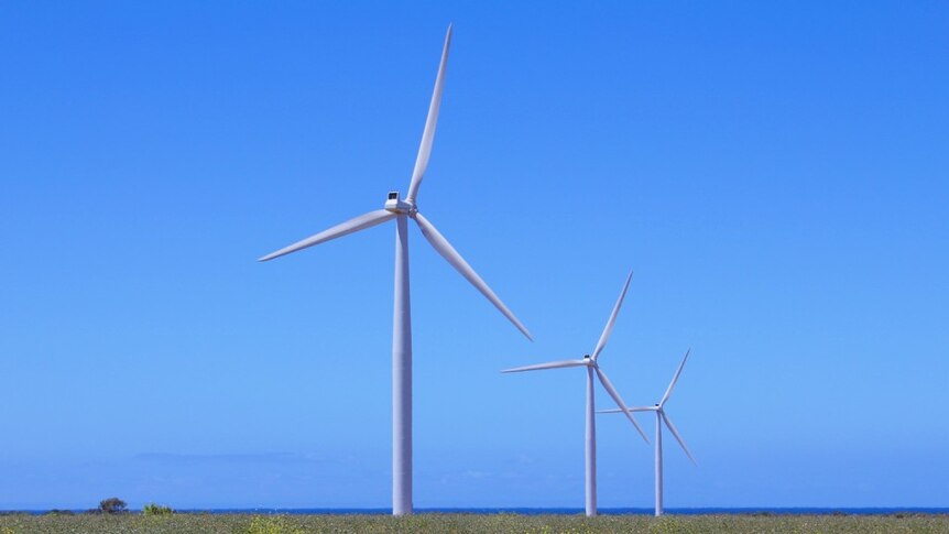 Wind turbines will kill wedgies says NSW artist