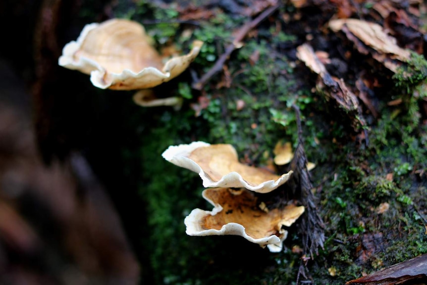 Pale fungi on log in Dandenongs rainforest