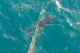 A whale swimming free of the shark nets