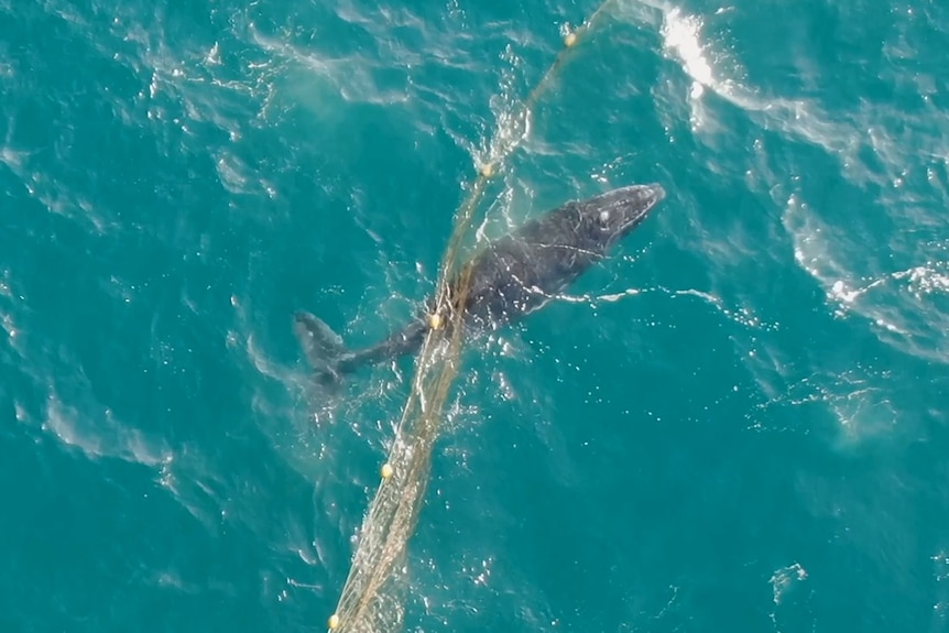 A whale swimming free of the shark nets