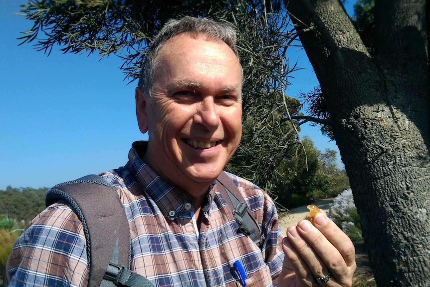 Steve Hopper tests the gum from a Western Australian Christmas tree.