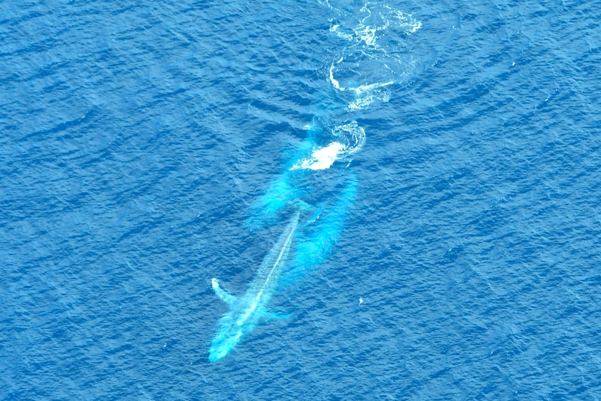 Three blue whales in the ocean, as seen from above.