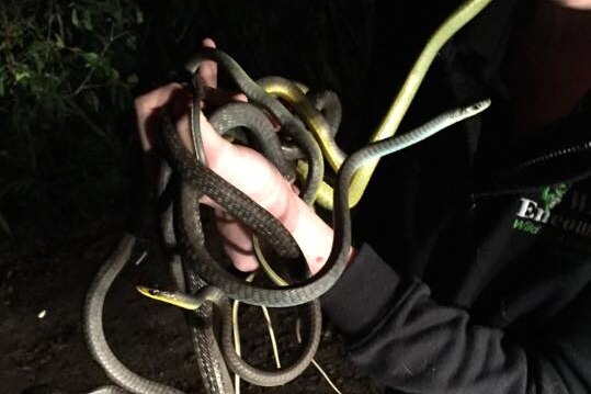 Eight snakes were found having sex in the bottom of a Gold Coast pool