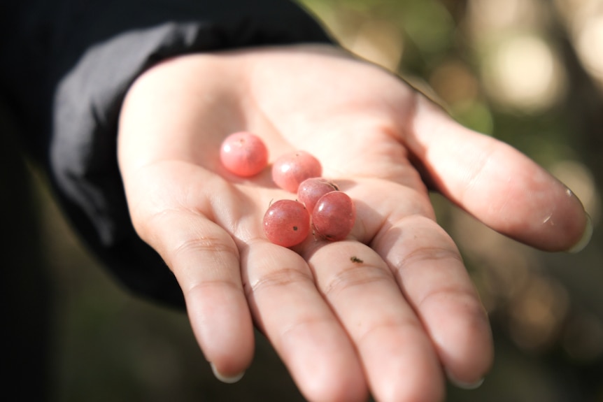 Five small, round berries being held out on a palm of a hand.